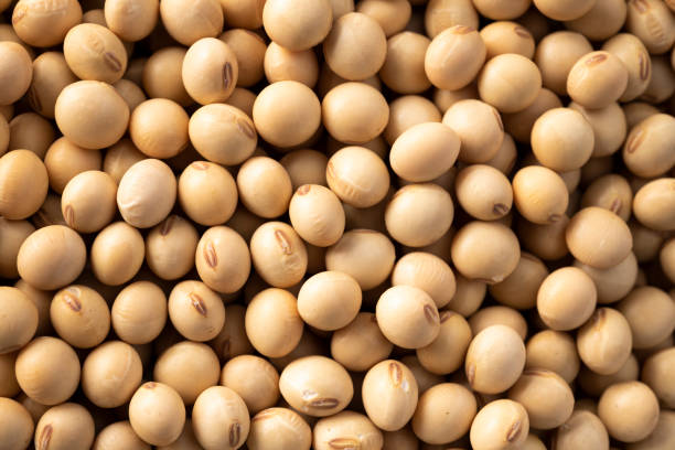 Soya Bean thumbnail